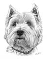 Archie - West Highland Terrier - artwork by Giles Illsley