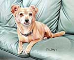 Maggie - Mongrel drawing by Giles Illsley