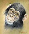 Chimpanzee - artwork by Giles Illsley