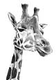 Giraffe - artwork by Giles Illsley