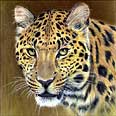 Leopard - artwork by Giles Illsley