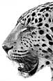 Leopard Profile - artwork by Giles Illsley