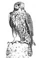 Peregrine Falcon - artwork by Giles Illsley